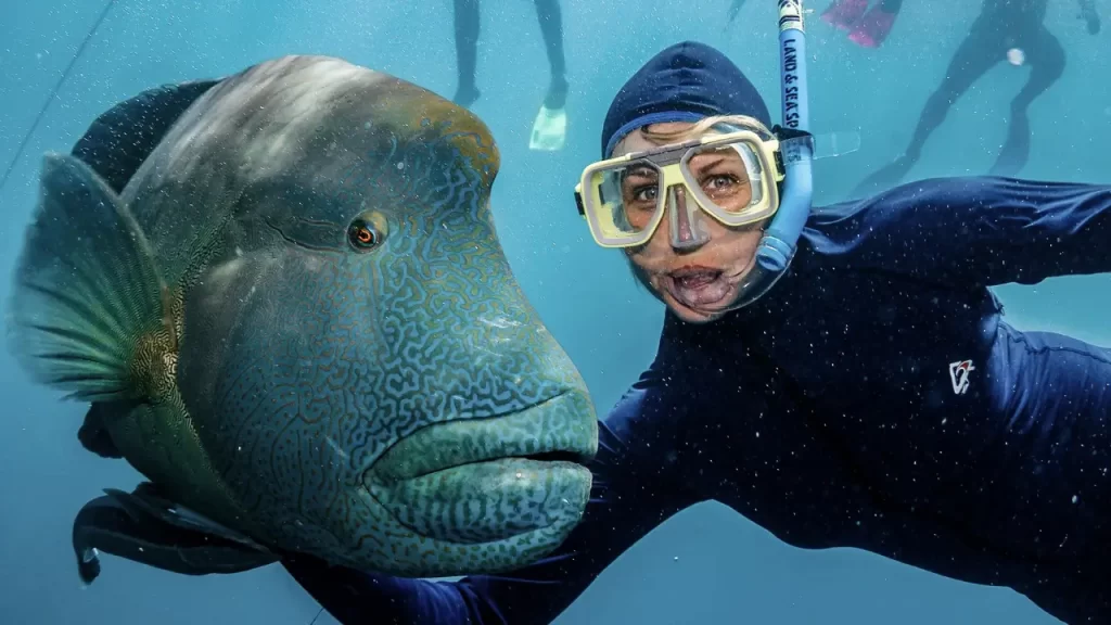 Mergulho com Tubarões em Gansbaai