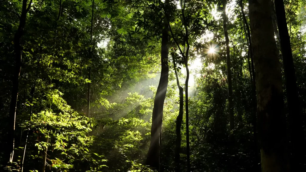 Dormir em Rede na Selva Amazônica