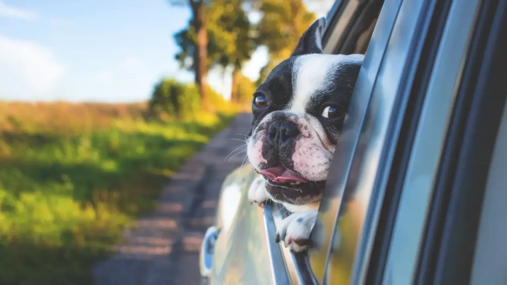 Viajar com Cães Pequenos