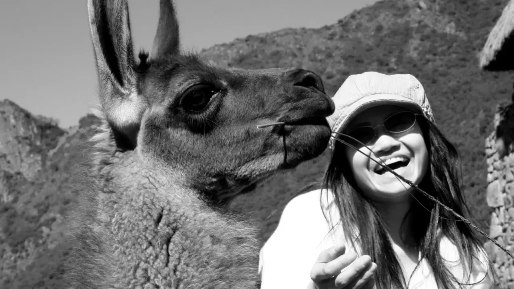 Caminhada com Lhamas no Peru
