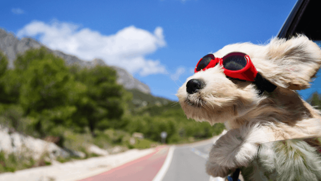 Viajar com Cães Pequenos