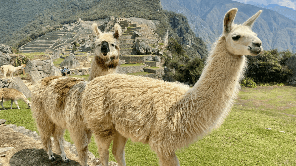 Caminhada com Lhamas no Peru