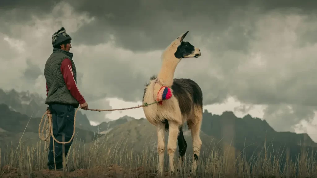 Caminhada com Lhamas no Peru