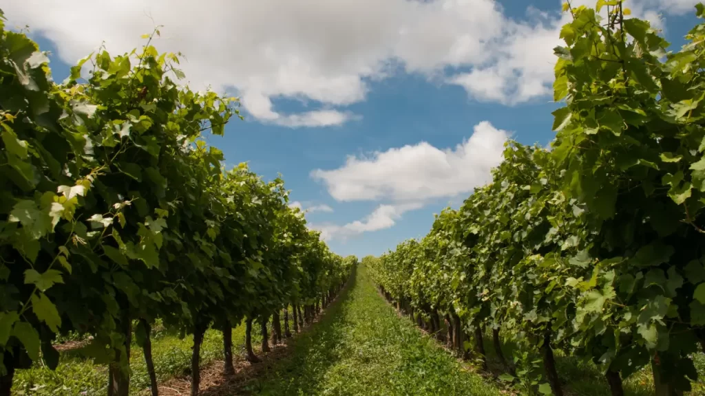 vinícolas do Vale dos Vinhedos