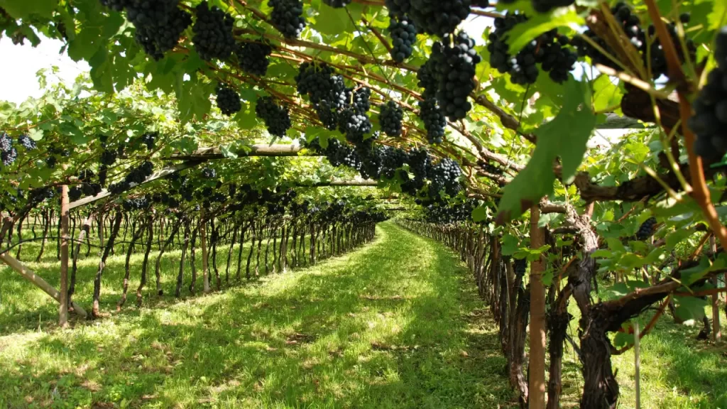 vinícolas do Vale dos Vinhedos
